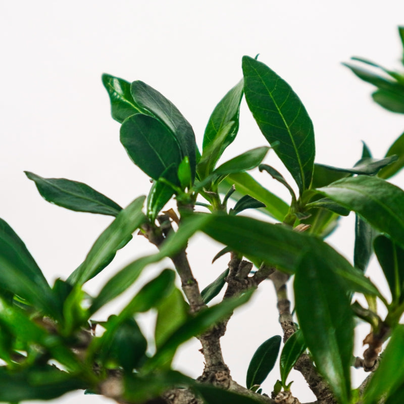 Gardenia Jasminoides Bonsai 栀子