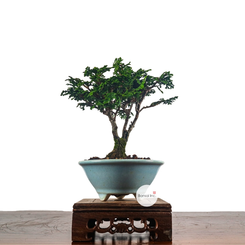 Mame (Small) Bonsai