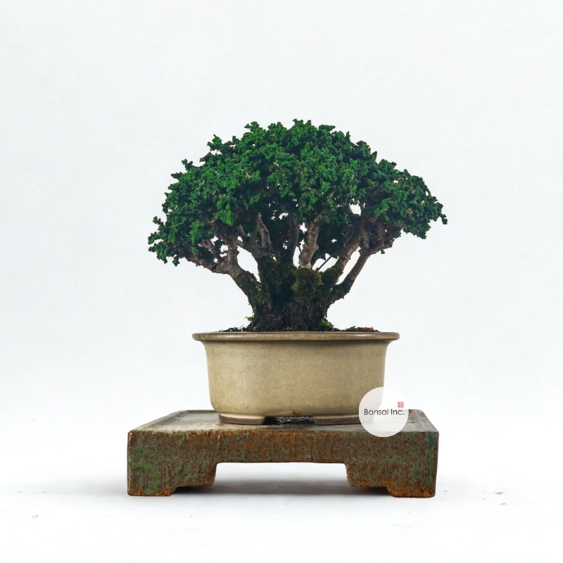 Japanese Cypress Hinoki Bonsai 日本桧树