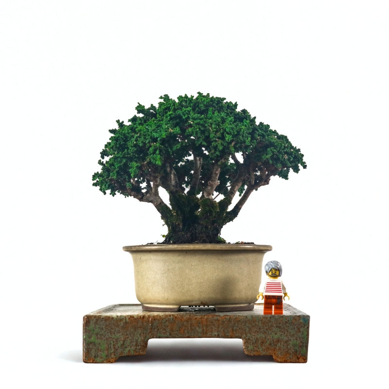 Japanese Cypress Hinoki Bonsai 日本桧树