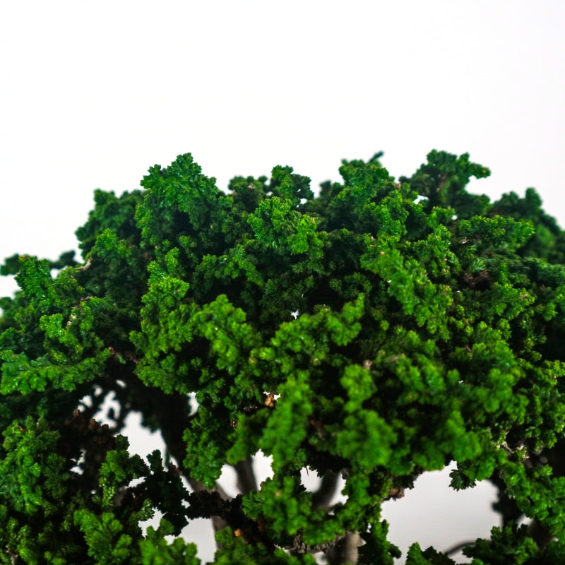 Japanese Cypress Hinoki Bonsai 日本桧树