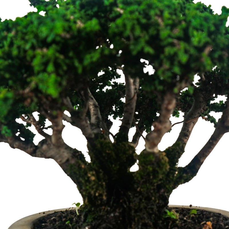Japanese Cypress Hinoki Bonsai 日本桧树