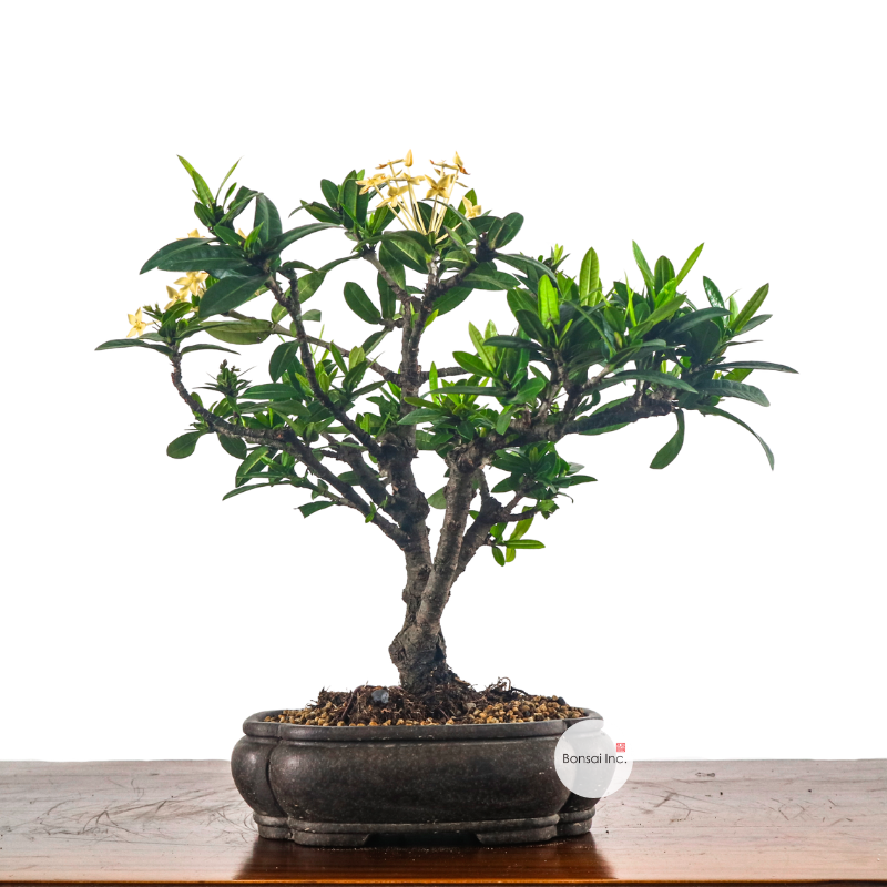 Shohin (Medium) Bonsai