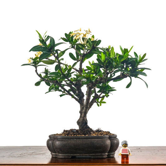 Ixora Bonsai 仙丹花
