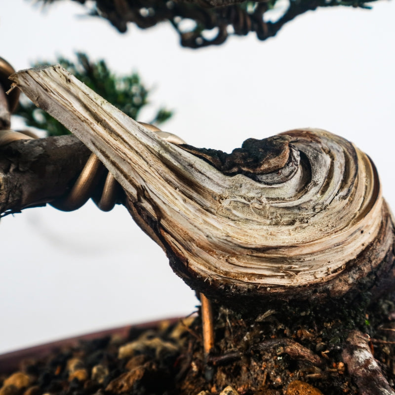Japanese Juniper Shimpaku Bonsai 日本真柏