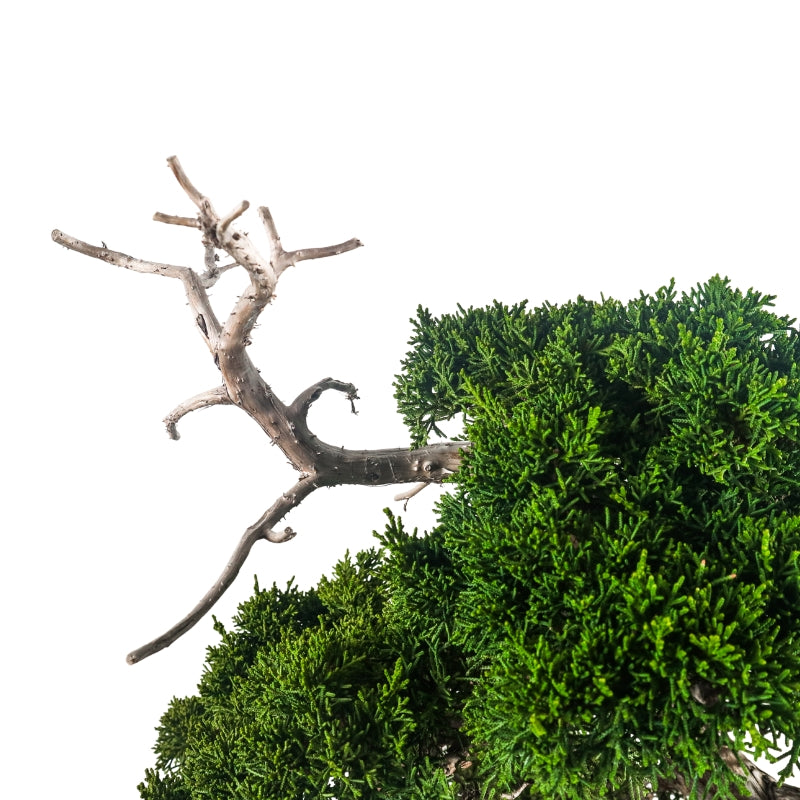 Japanese Juniper Shimpaku Bonsai 日本真柏