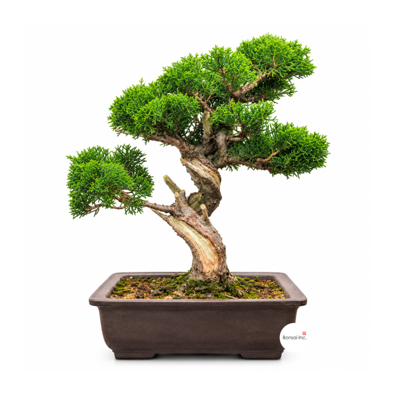 Japanese Juniper