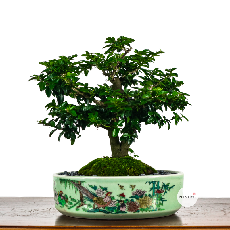 Tropical Bonsai
