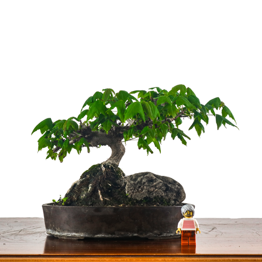 Japanese Maple on Rock 日本枫树