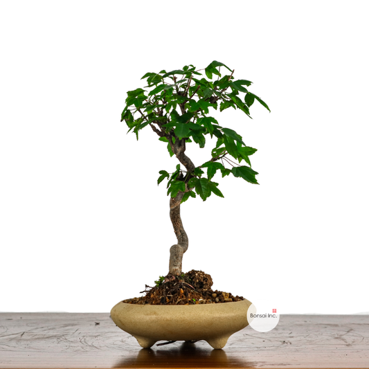Japanese Trident Maple 日本枫树