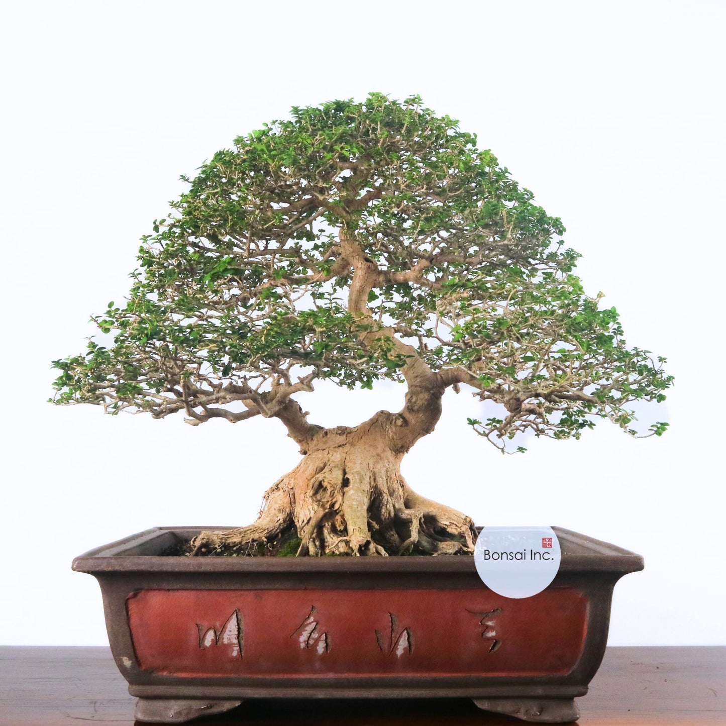 Premna Serratifolia Bonsai 寿娘子