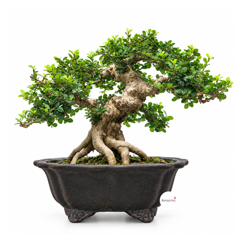 Premna Serratifolia Bonsai 寿娘子