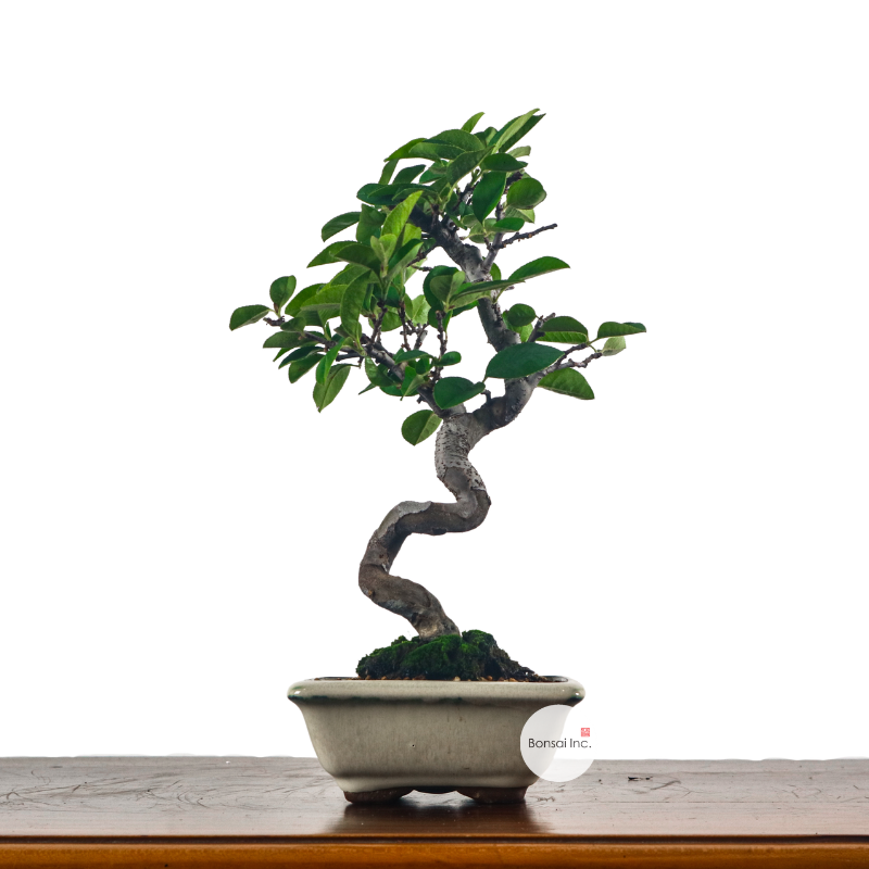 Chinese Quince Bonsai 木瓜盆栽