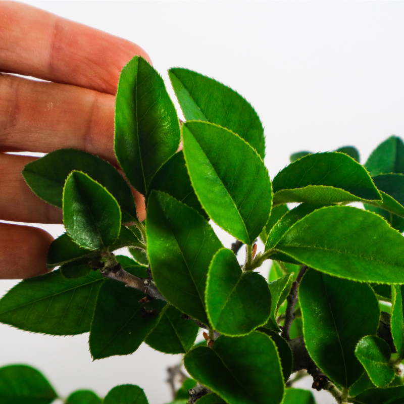 Chinese Quince Bonsai 木瓜盆栽