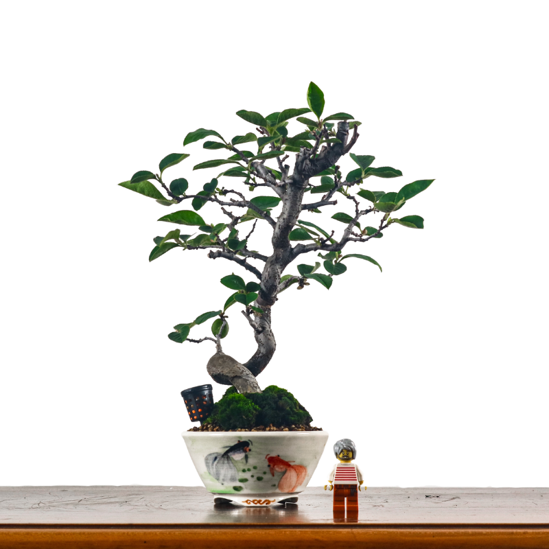 Chinese Quince Bonsai in Hand Painted Pot 木瓜盆栽