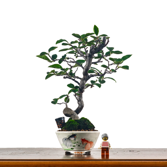 Chinese Quince Bonsai in Hand Painted Pot 木瓜盆栽