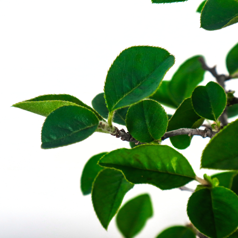 Chinese Quince Bonsai in Hand Painted Pot 木瓜盆栽