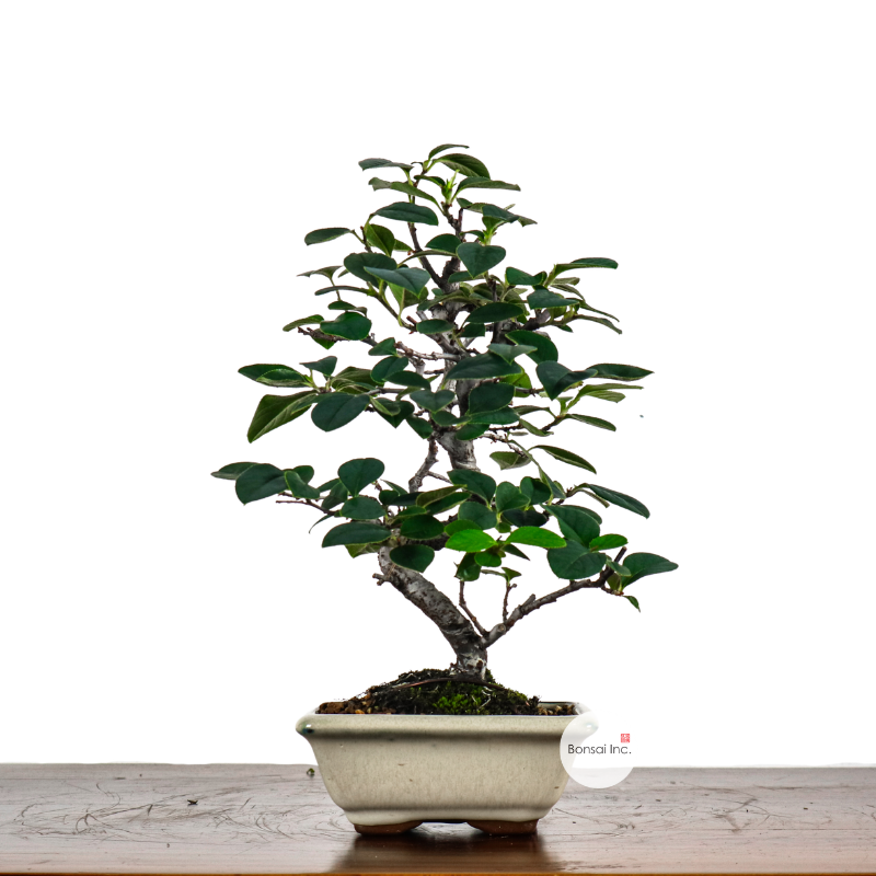 Chinese Quince Bonsai 木瓜盆栽