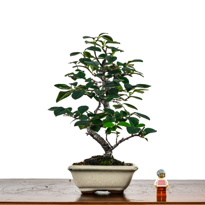 Chinese Quince Bonsai 木瓜盆栽