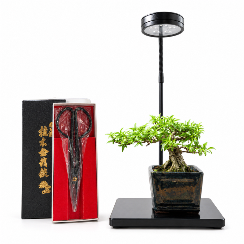 Tropical Bonsai