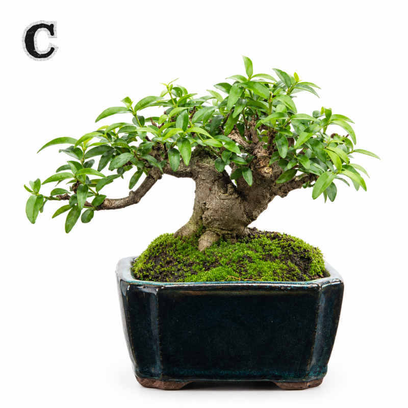 Easy Care Bonsai Gift Set